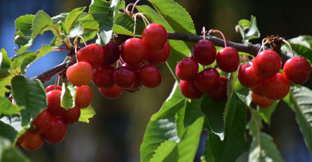 버찌열매 버찌열매