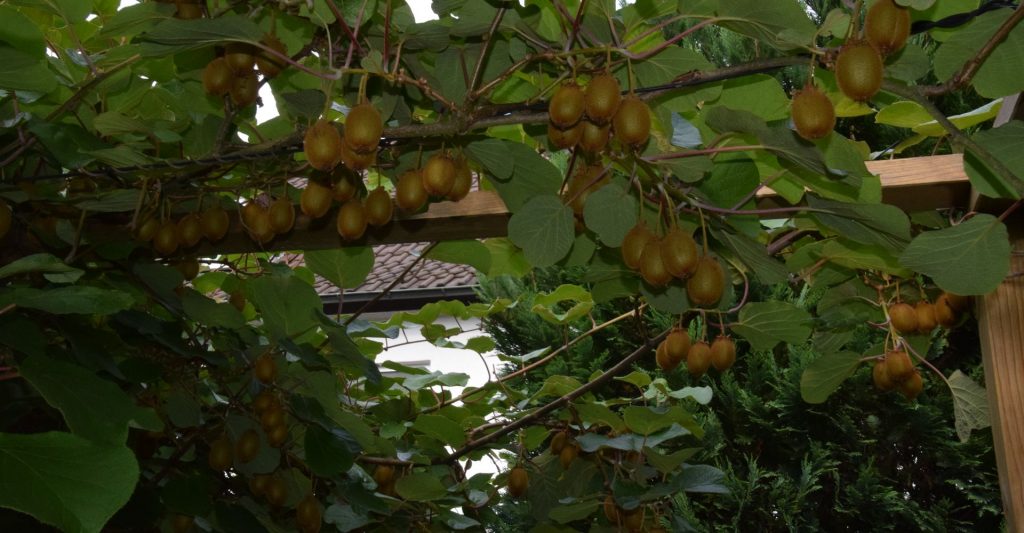 풍성히 달린 키비들 풍성히 달린 키비들